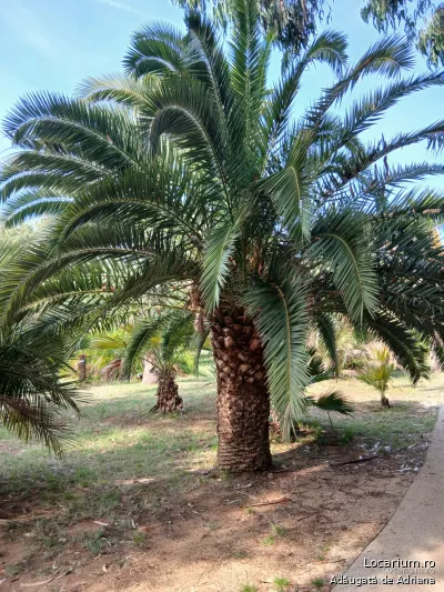Lokrum
