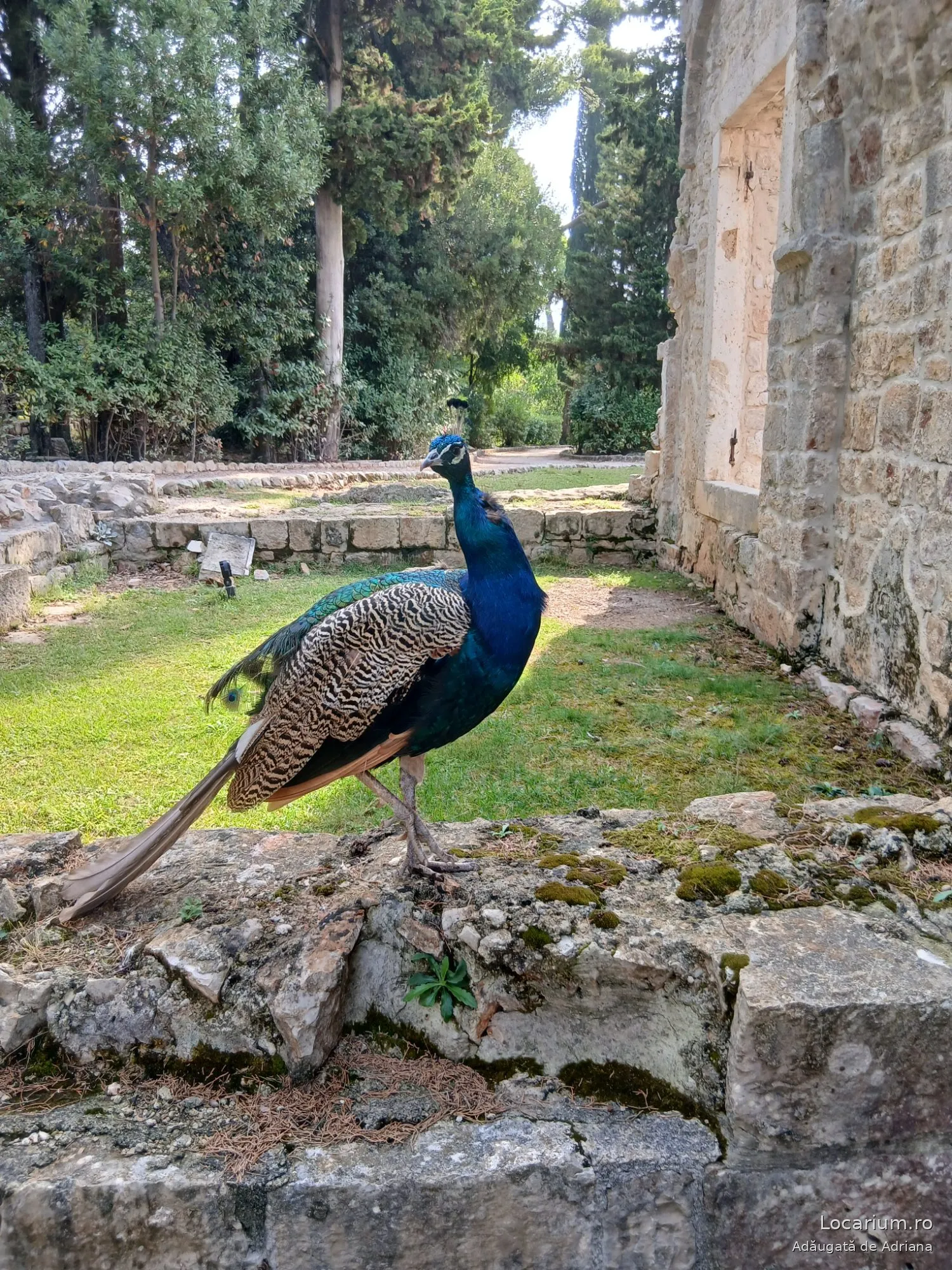 Lokrum